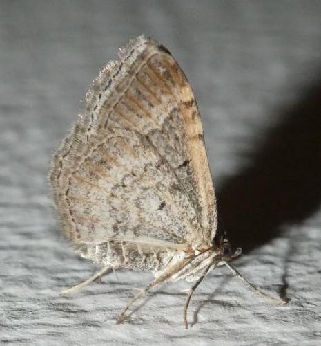 Réf. 235 771 : Xanthorhoe sp.